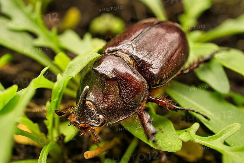 Macro image of a rhinoceros beetle. This insect is very rare. The rhinoceros beetle is a