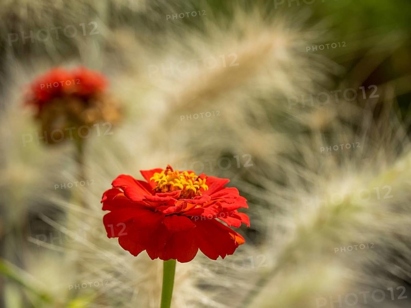 Red flower in close-up with blurred background emphasising the delicate details of the petals, Bad Lippspringe, Germany, Europe