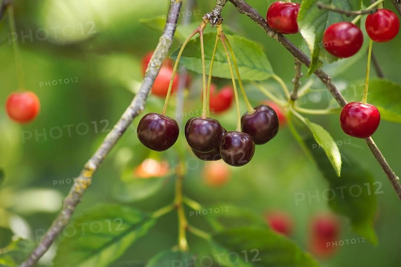 Clusters of bright red cherries in various stages of ripeness, hanging from the branch of a fruit tree
