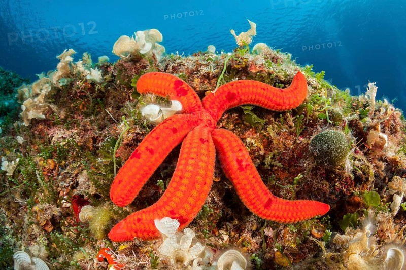 Purple starfish, Echinaster sepositus, Vis Island, Mediterranean Sea, Croatia, Europe
