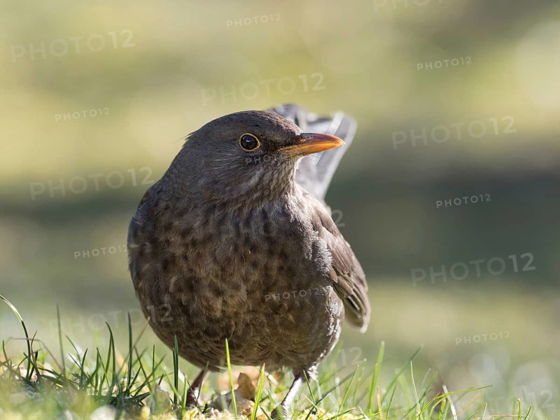 A female blackbird sits in a meadow