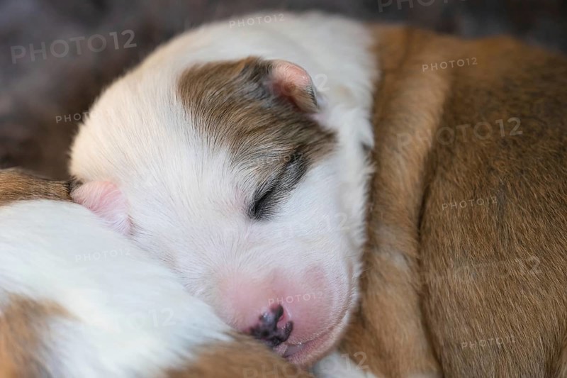 11 day old Icelandic dog