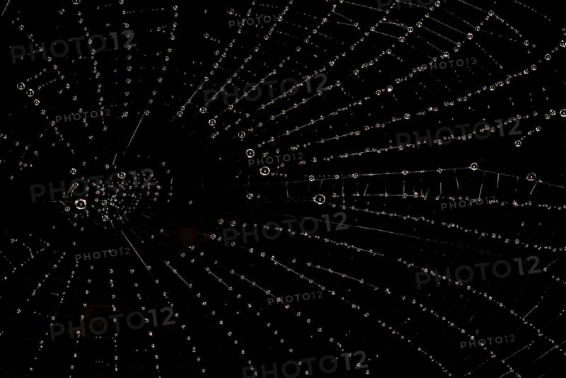 Spider web with water droplets against a black background