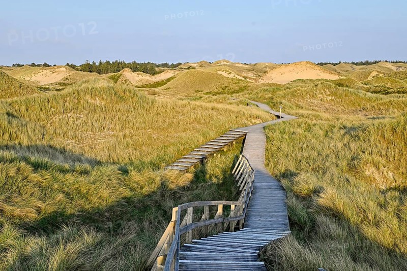 Boardwalk in the Amrum dunes nature reserve near Norddorf, Amrum, North Frisian Island, North Frisia, Schleswig-Holstein, Germany, Europe