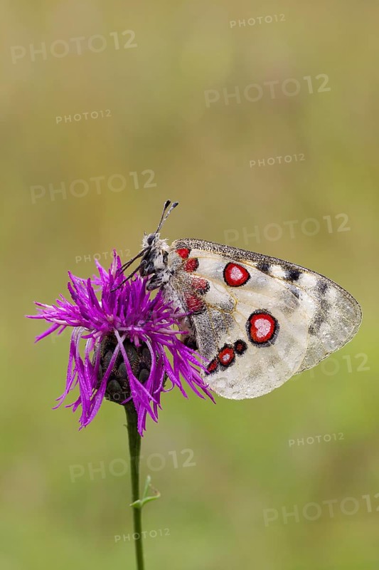 Apollo butterfly, Parnassius apollo, mountain Apollo