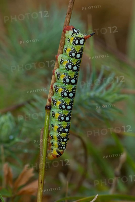 Spurge hawk-moth, caterpillar, Hyles euphorbiae, spurge hawk-moth, caterpillar