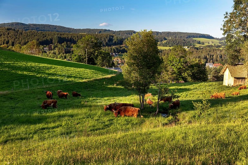 Highland cattle, Kyloe, Highlands, on the pasture, Hinterzarten, Baden-Württemberg, Black Forest, Germany, Europe