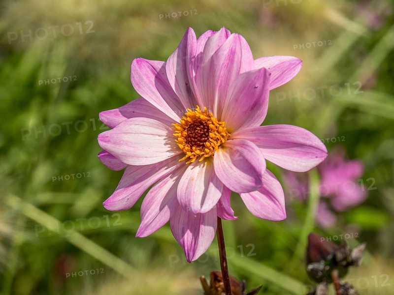 Single pale pink flower with yellow centre against the green background of a summer garden, Bad Lippspringe, Germany, Europe