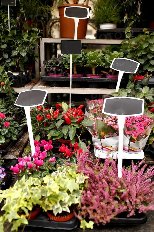 Different flowers in a shop show window with blank price tags.