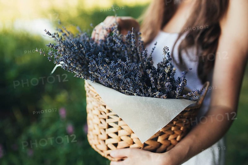 Girl is holding purple lavender flowers in the wooden box.