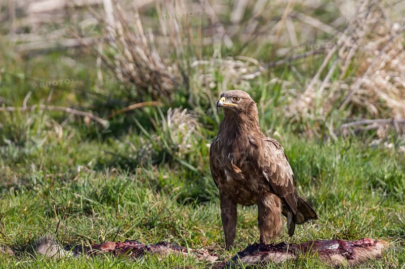 Lesser spotted eagle, Aquila pomarina, lesser spotted eagle