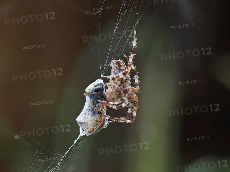 European garden spider (Araneus diadematus) with a prey wasp, Leoben, Styria, Austria, Europe