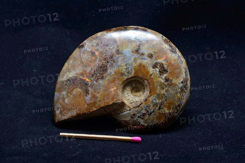 An ammonite fossil on black background