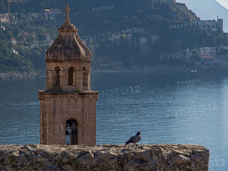Church tower with a dove in the foreground, sea and mountains in the background, dubrovnik, Mediterranean Sea, Croatia, Europe