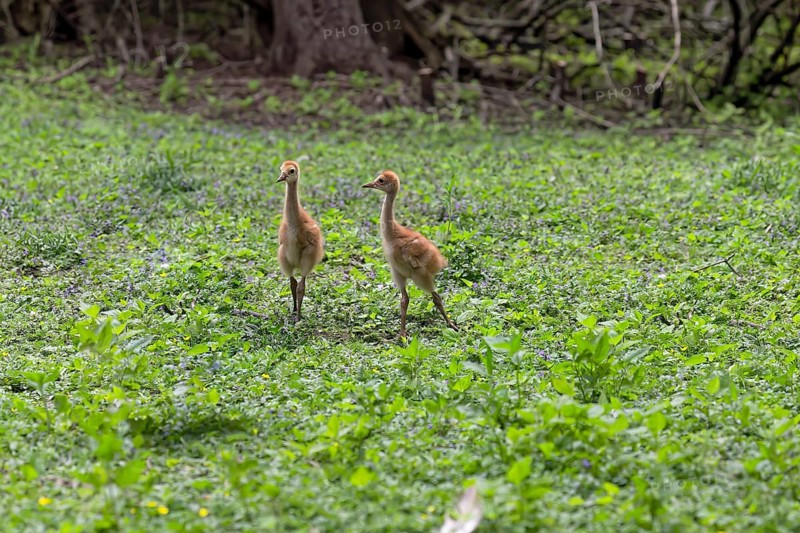 The Sandhill crane (Antigone canadensis), several day young ones in the meadow
