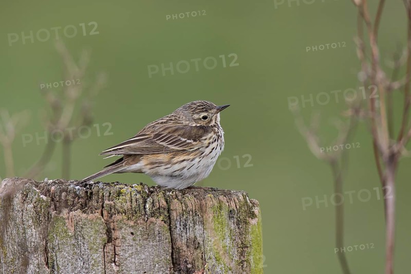 Meadow pipit, Anthus pratensis, meadow pipit