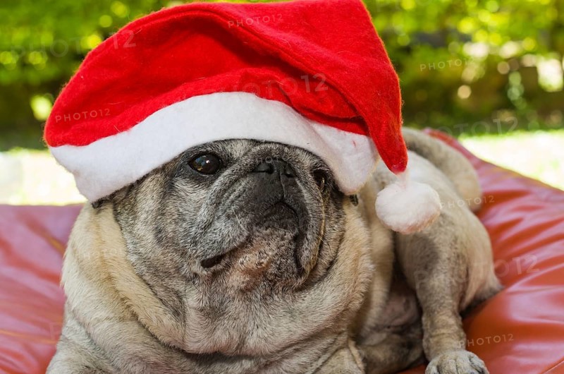 Merry Christmas, gorgeous pug breed dog with Santa Claus hat, closeup, portrait, old dog