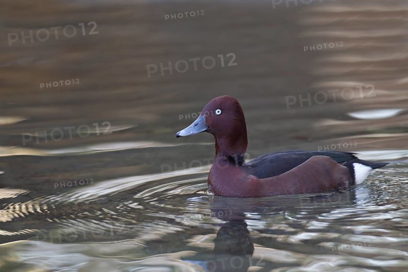Moorente, Aythya nyroca, ferruginous duck