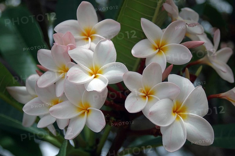 Mass of frangipanis on tree