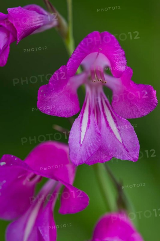 Sumpfgladiole, Gladiolus palustris, Marsh gladiolus