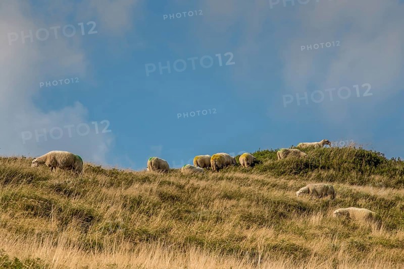 Julianadorp, the Netherlands. September 2021. Grazing sheep in the dune area of Julianadorp, North Holland.