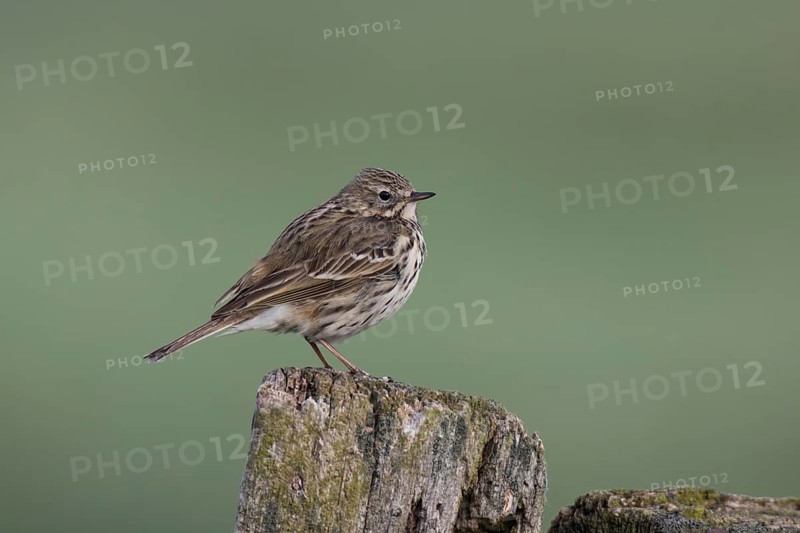 Meadow pipit, Anthus pratensis, meadow pipit