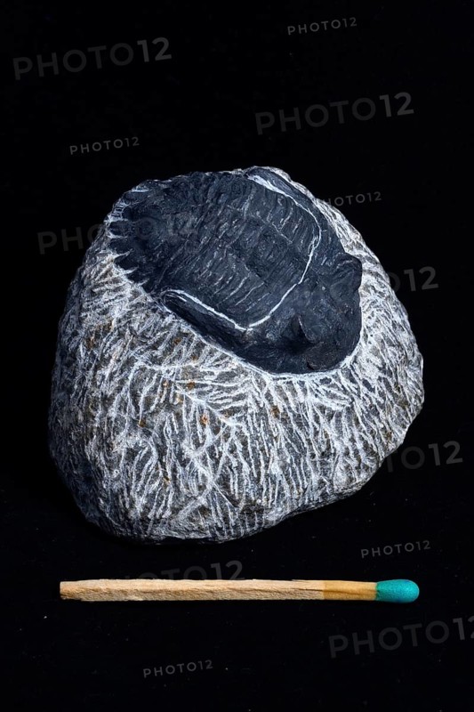 Small trilobite fossil still embedded in matrix