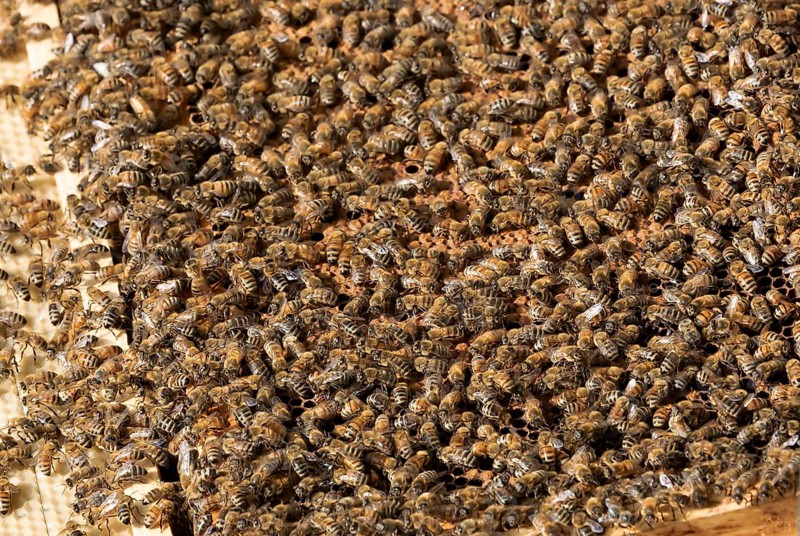 The beekeeper checks honeycomb, working with bees and collects honey in garden