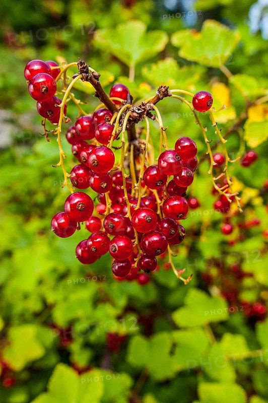 Ripe, redcurrant (Ribes rubrum) hanging from the branch of a bush