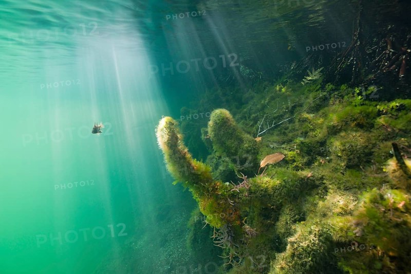 Mangrove area in Jellyfish Sea, Jellyfish Sea, Micronesia, Palau, Oceania