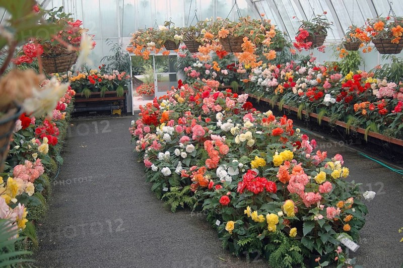 Begonia display at Christchrurch Botanic Gardens, pre-earthquake