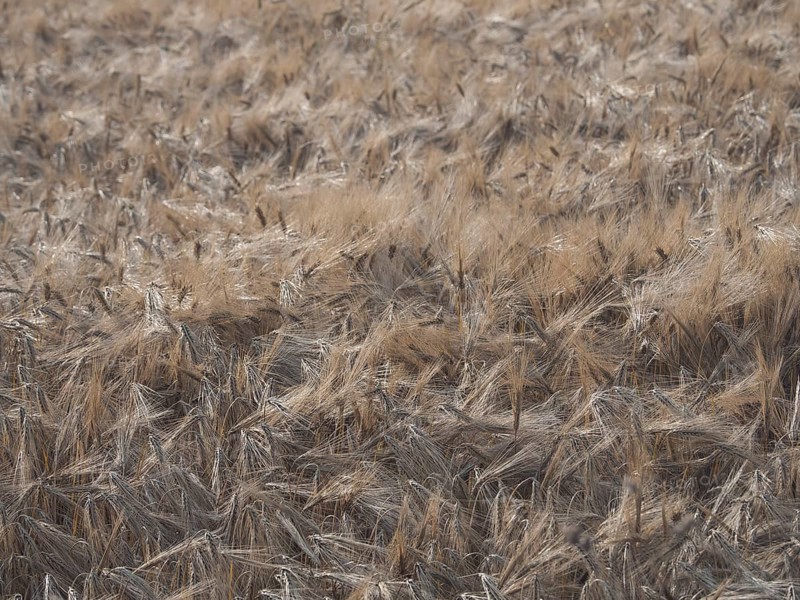 Barley ready for harvest in July