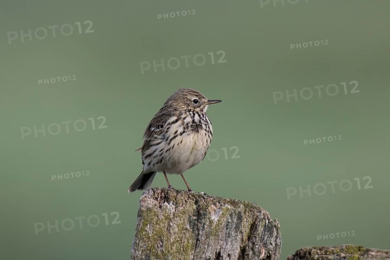 Meadow pipit, Anthus pratensis, meadow pipit
