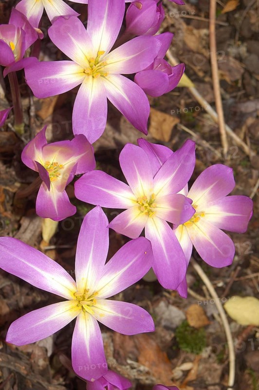 Mauve crocus flowers, probably Crocus tommasianus, from Europe