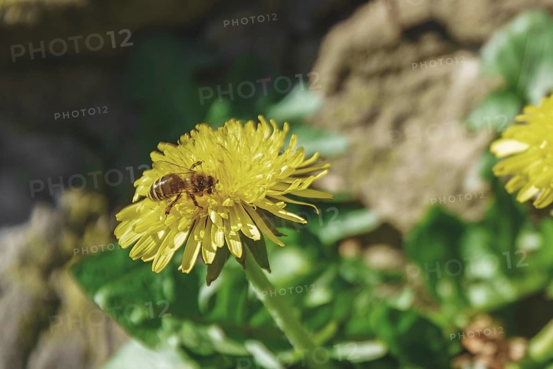 Close-up of a bee on a yellow dandelion flower in a natural environment, Nützenberger Straße, Brill, Wuppertal, North Rhine-Westphalia, Germany, Europe