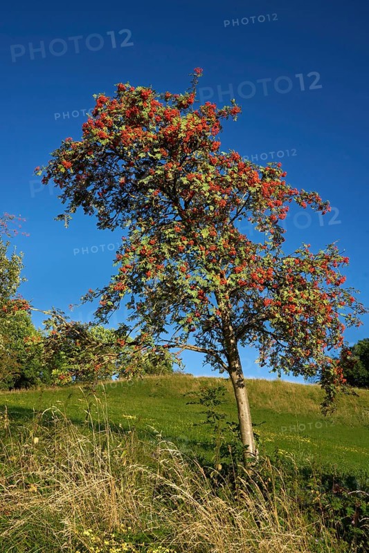 Mountain ash with red fruits, rowan (Sorbus aucuparia), near the Gabenhöfchen near Poppenhausen, Wasserkuppen Rhön, Hohe Rhön, Hesse, Germany, Europe