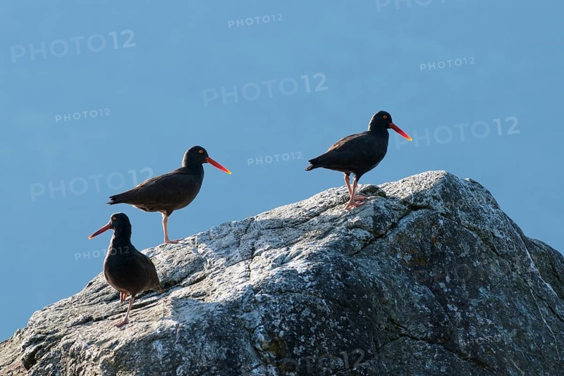 Three cliff oystercatchers sit on a rock with their beaks glowing in the sunlight