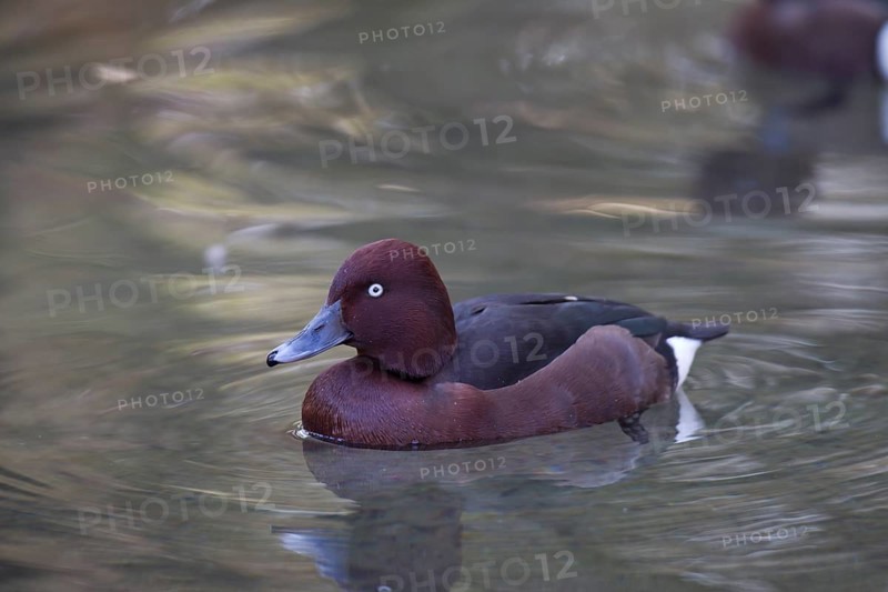 Moorente, Aythya nyroca, ferruginous duck