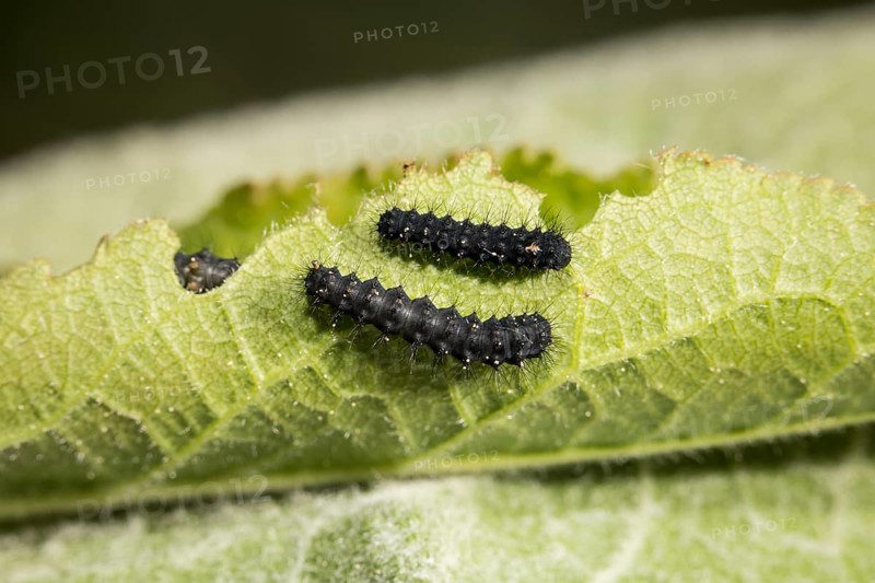 Small emperor moth, caterpillar, Saturnia pavonia, small emperor moth, caterpillar