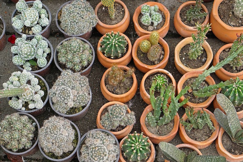 Cactuses in terracotta pots at garden nursery