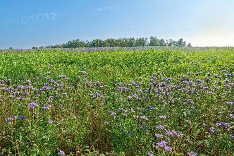 Field meadow with phacelia (bee pasture, bee friend, tufted beauty or tufted flower) in the afternoon sun, Mühlenteich, Wismar, Mecklenburg-Vorpommern, Germany, Europe