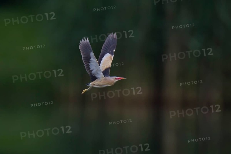 Little Bittern, Ixobrychus minutus, Little Bittern