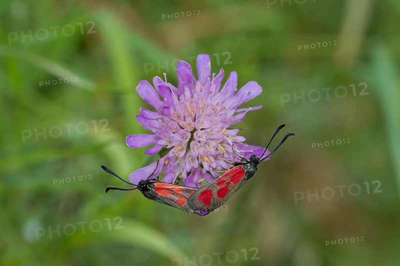 Zygaenidae, butterfly
