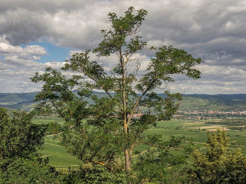 A single tree in the centre, with fields and mountains in the background under a cloudy sky, Dürnstein, Wachau, Danube, Austria, Europe