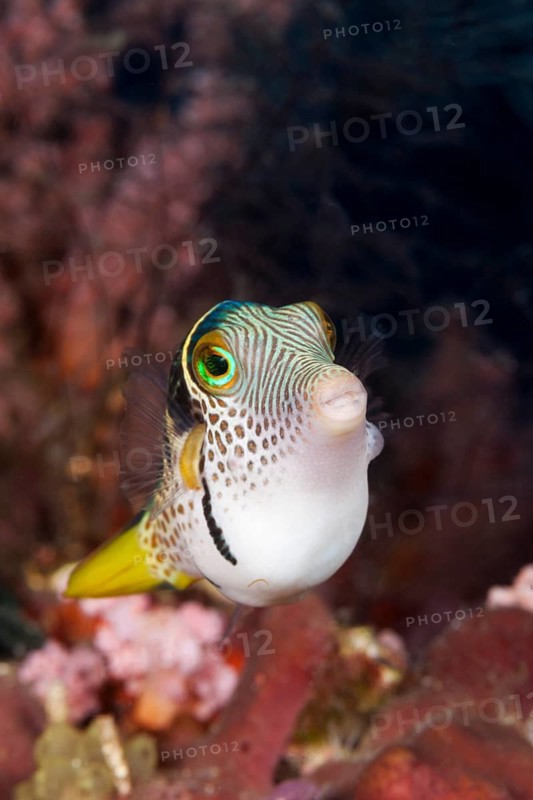 Saddleback Pufferfish, Canthigaster valentini, Raja Ampat, West Papua, Indonesia, Asia