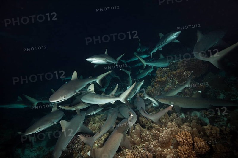 Grey reef sharks hunting at night, Carcharhinus amblyrhynchos, Fakarava, Tuamotu Archipelago, French Polynesia, Oceania