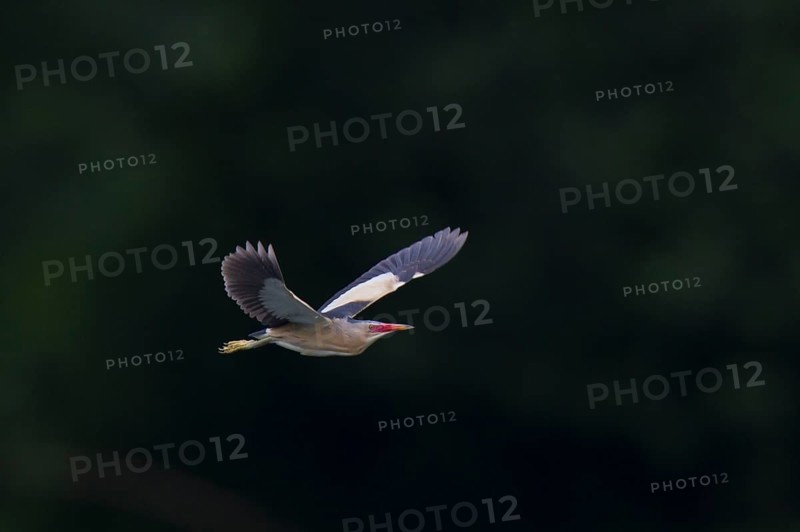Little Bittern, Ixobrychus minutus, Little Bittern