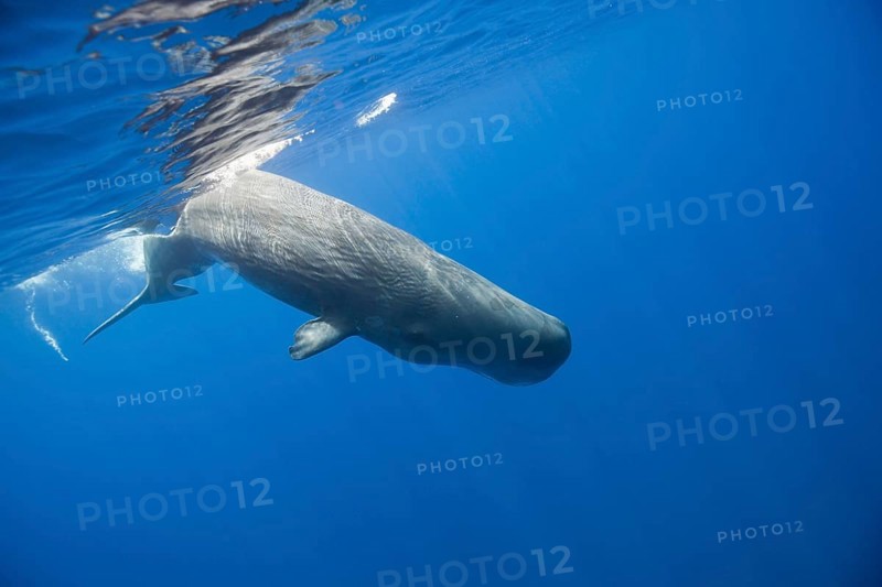 Sperm whale, Physeter catodon, Lesser Antilles, Caribbean, Dominica, Central America