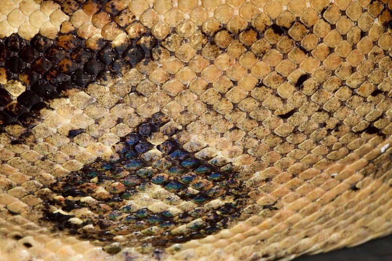Snakeskin, snakeskin