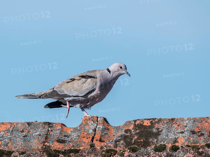 Wood pigeon walks over a roof ridge in front of a blue sky